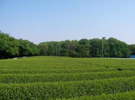 河越（川越）茶畑１
